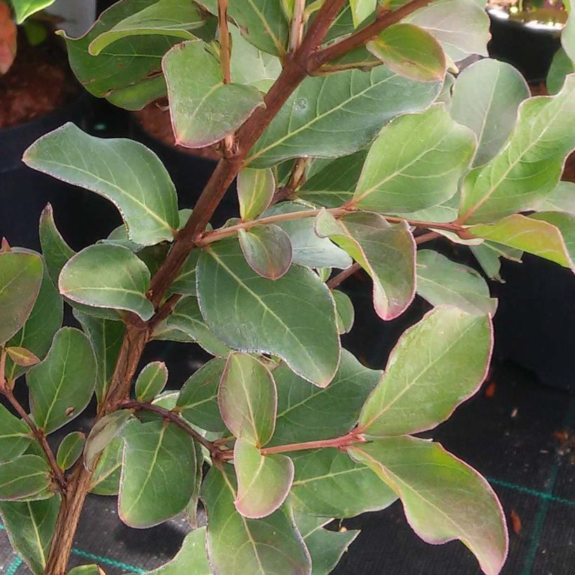 Chinesische Kräuselmyrte Summer Charm Arapaho - Lagerstroemia (Foliage)