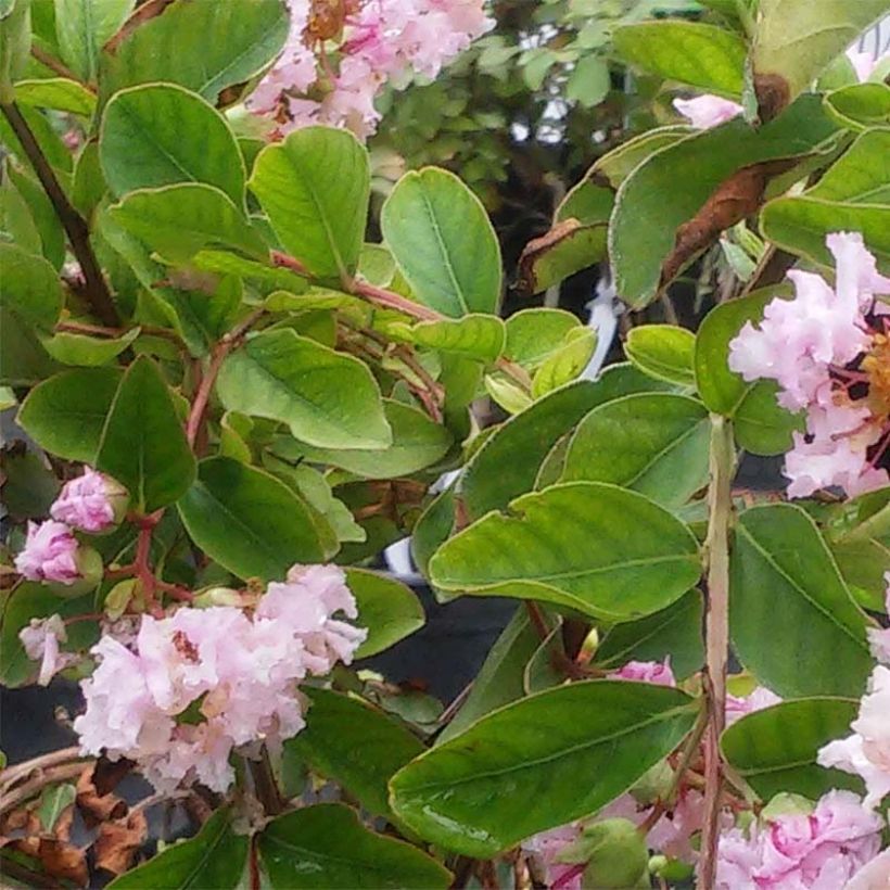 Chinesische Kräuselmyrte Summer Charm Hopi - Lagerstroemia (Foliage)