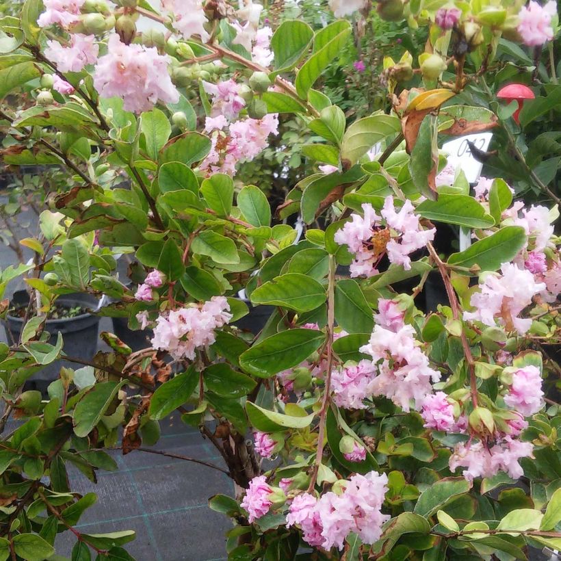Chinesische Kräuselmyrte Summer Charm Hopi - Lagerstroemia (Flowering)