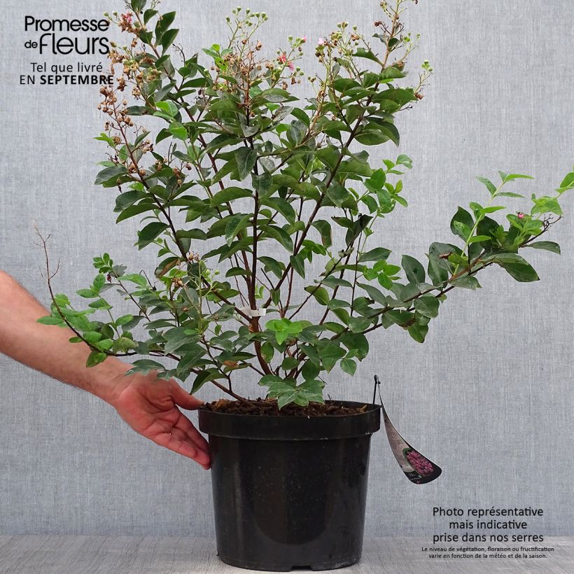 Example of Chinesische Kräuselmyrte Summer Charm Hopi - Lagerstroemia Topf mit 7,5L/10L as you get in automne