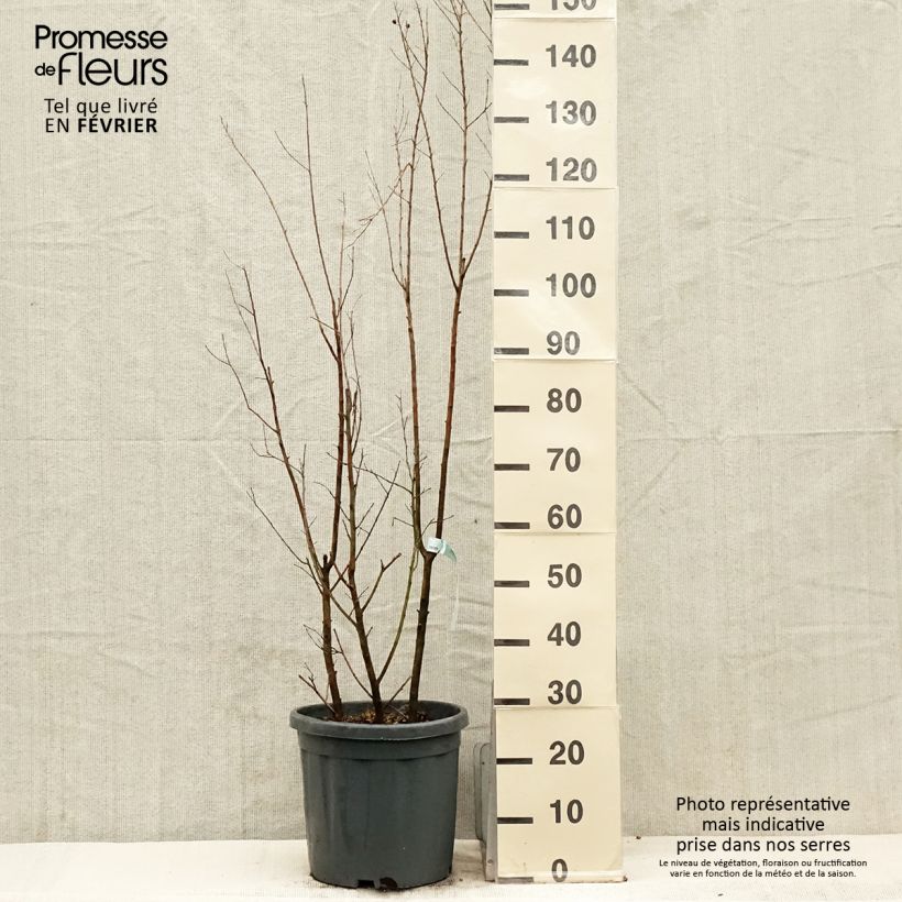 Example of Chinesische Kräuselmyrte Summer Charm Tonto - Lagerstroemia Topf mit 12L/15L as you get in hiver