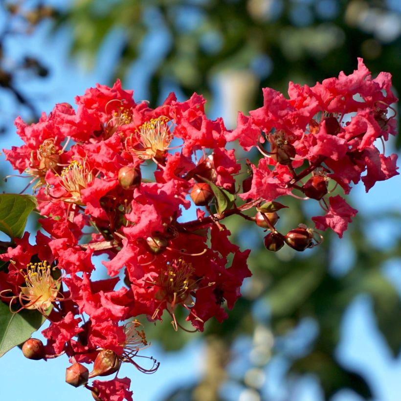 Chinesische Kräuselmyrte Summer Charm Tuscarora - Lagerstroemia (Flowering)