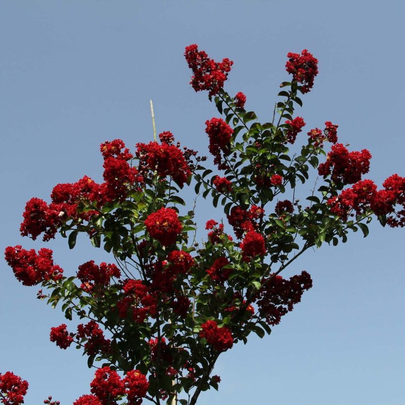 Chinesische Kräuselmyrte Summer Charm Tuscarora - Lagerstroemia (Plant habit)