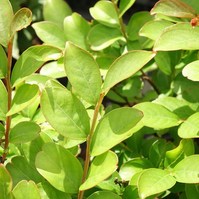 Chinesische Kräuselmyrte Terre Chinoise - Lagerstroemia (Foliage)