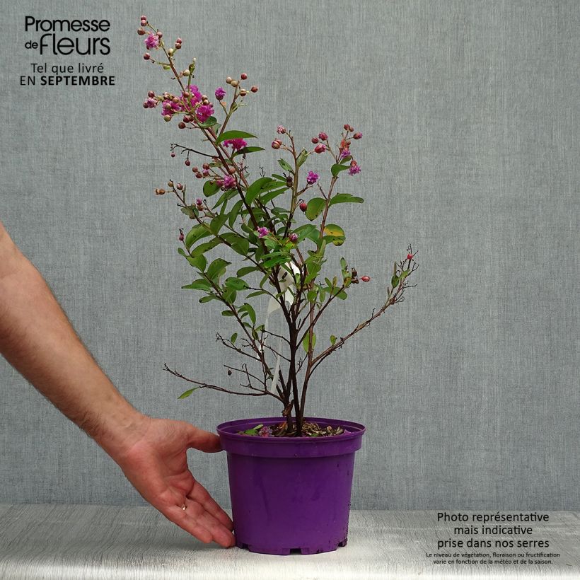 Example of Chinesische Kräuselmyrte Violet d'Ete indyvio - Lagerstroemia Topf mit 3L/4L as you get in automne