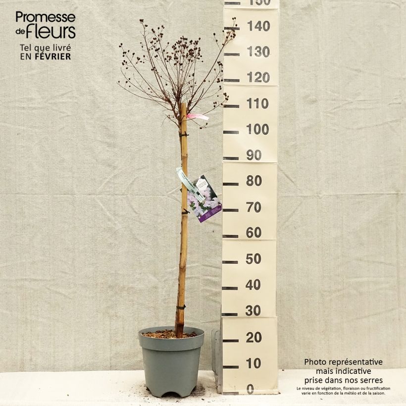 Example of Chinesische Kräuselmyrte With Love Babe - Lagerstroemia Topf mit 7,5L/10L as you get in hiver