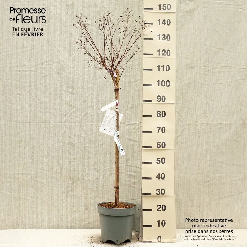 Example of Chinesische Kräuselmyrte With Love Kiss - Lagerstroemia Topf mit 7,5L/10L as you get in hiver