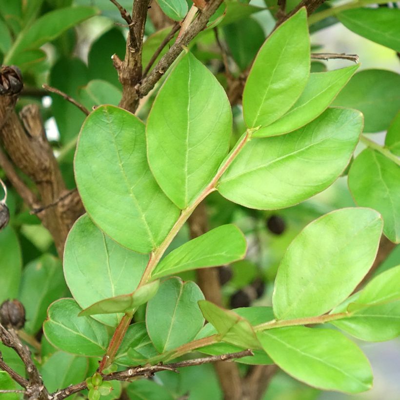 Chinesische Kräuselmyrte With Love Kiss - Lagerstroemia (Foliage)