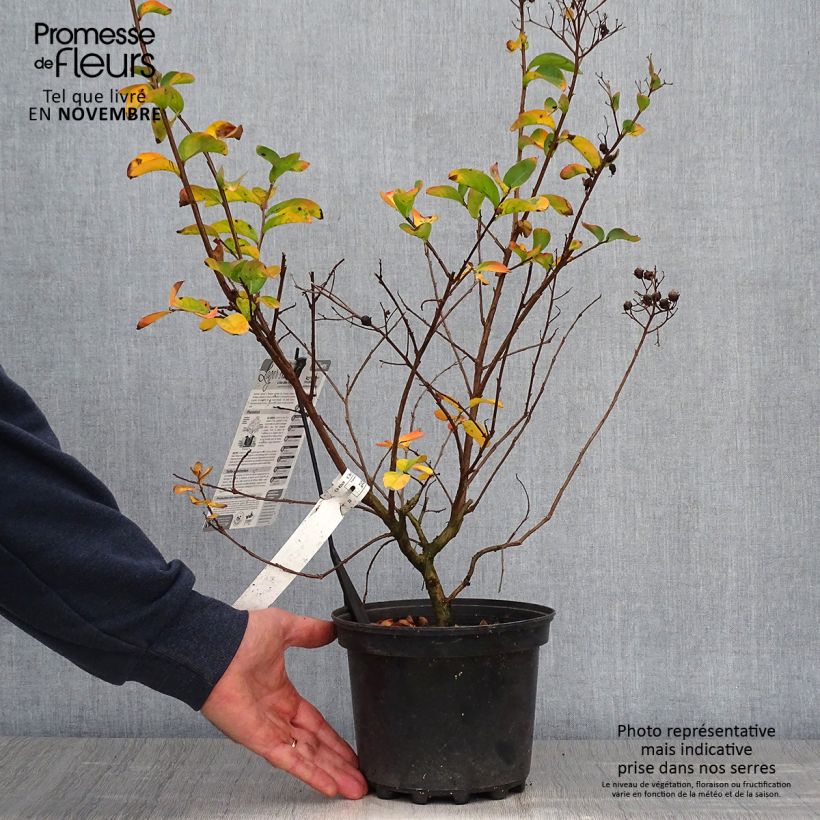 Example of Chinesische Kräuselmyrte Yang Tse - Lagerstroemia Topf mit 3L/4L as you get in automne
