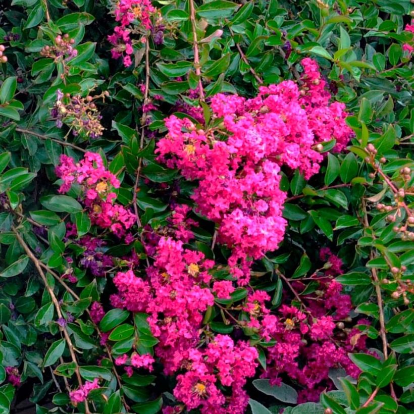 Chinesische Kräuselmyrte Mimie Fuchsia - Lagerstroemia (Flowering)