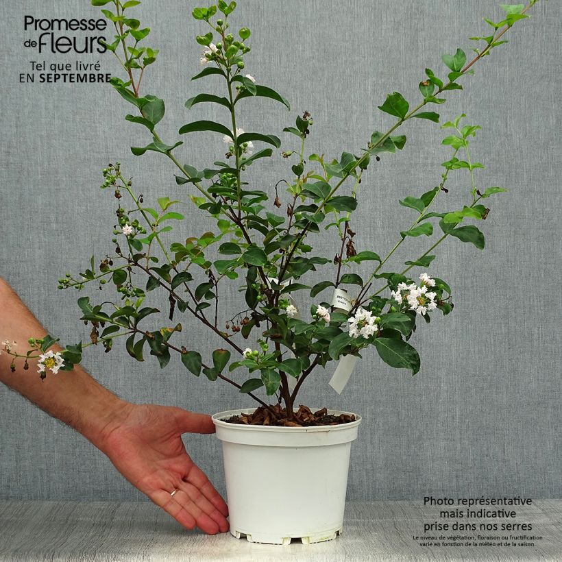 Example of Chinesische Kräuselmyrte Neige d'Eté - Lagerstroemia Topf mit 3L/4L as you get in automne