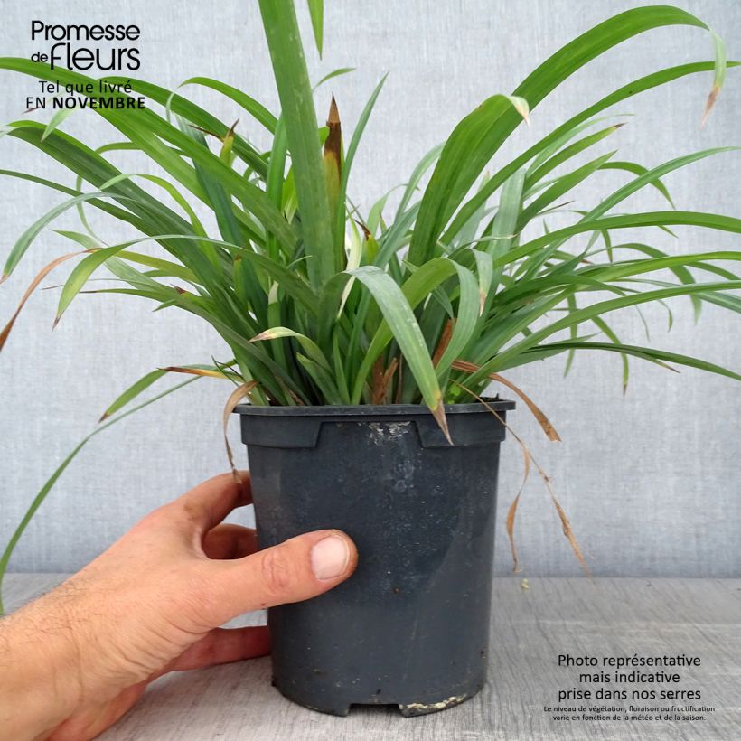 Example of Carex laxiculmis Bunny Blue Topf mit 2L/3L as you get in automne