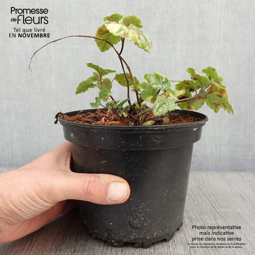 Example of Lamium galeobdolon Florentinum - Gewöhnliche Goldnessel Topf mit 2L/3L as you get in automne