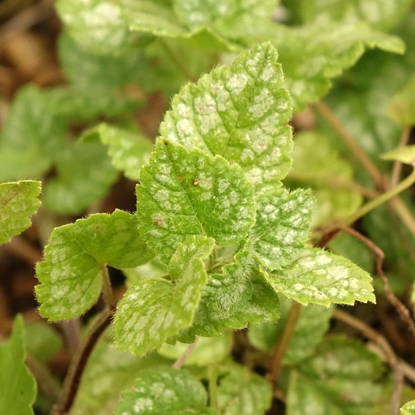 Lamium galeobdolon Kirkcudbright Dwarf - Gewöhnliche Goldnessel (Foliage)