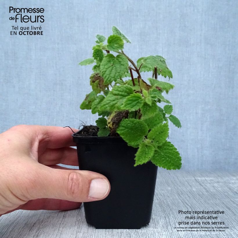 Example of Lamium galeobdolon - Gewöhnliche Goldnessel Kleine Töpfe von 8/9 cm as you get in automne