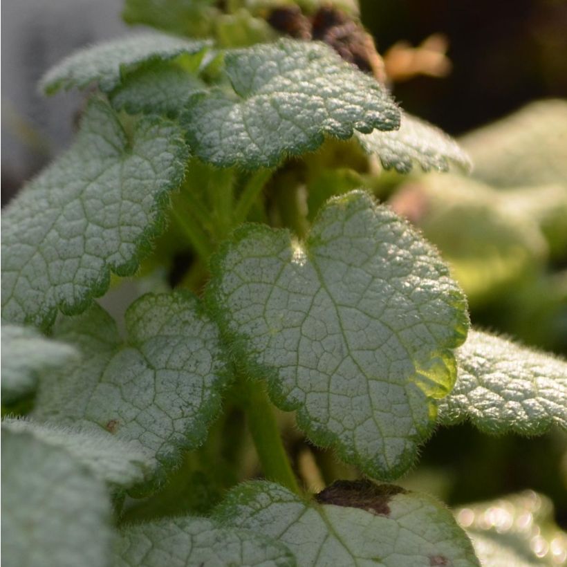 Lamium maculatum White Nancy - Gefleckte Taubnessel (Foliage)