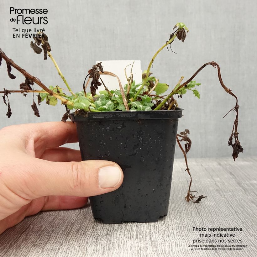 Exemplar von Lamium maculatum Album - Gefleckte Taubnessel Kleine Töpfe von 8/9 cm wie im Winter geliefert