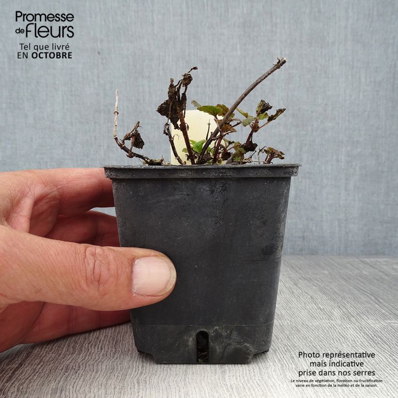 Example of Lamium maculatum Chequers - Gefleckte Taubnessel Kleine Töpfe von 8/9 cm as you get in automne