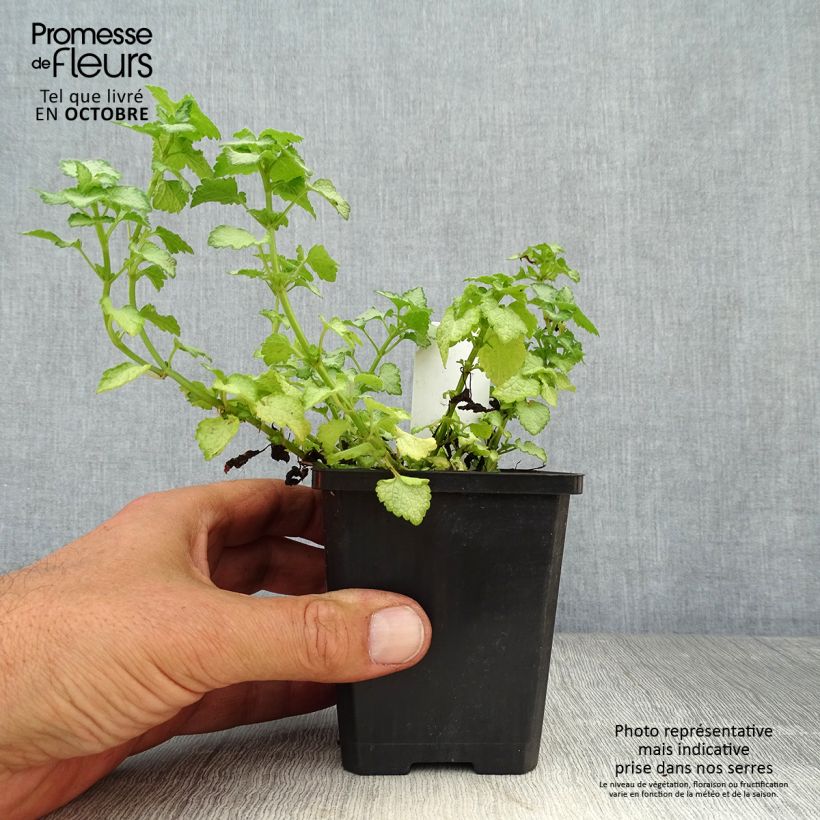 Example of Lamium maculatum Pink Pewter - Gefleckte Taubnessel Kleine Töpfe von 8/9 cm as you get in automne