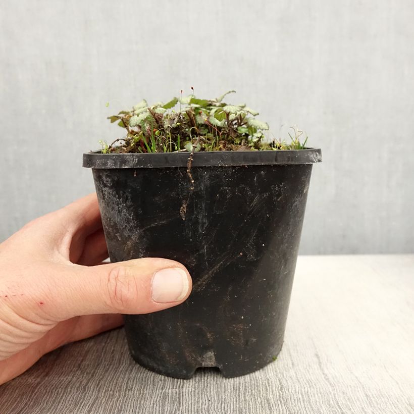 Exemplar von Lamium maculatum Purple Dragon - Gefleckte Taubnessel Topf mit 1,5L/2L wie im Frühjahr geliefert