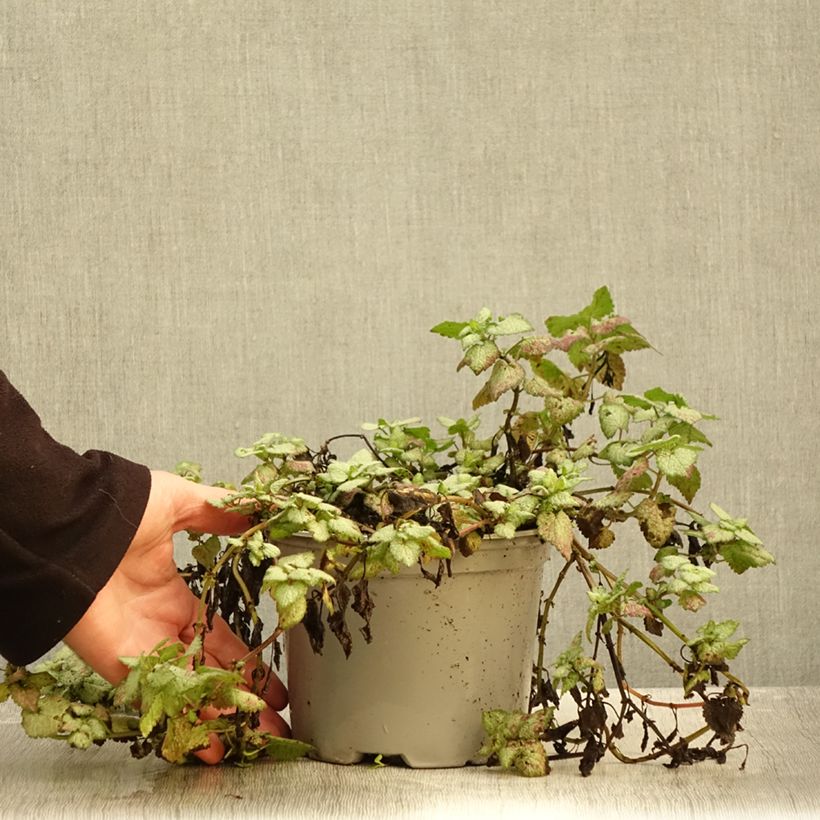 Example of Lamium maculatum Red Nancy - Gefleckte Taubnessel Topf mit 2L/3L as you get in automne