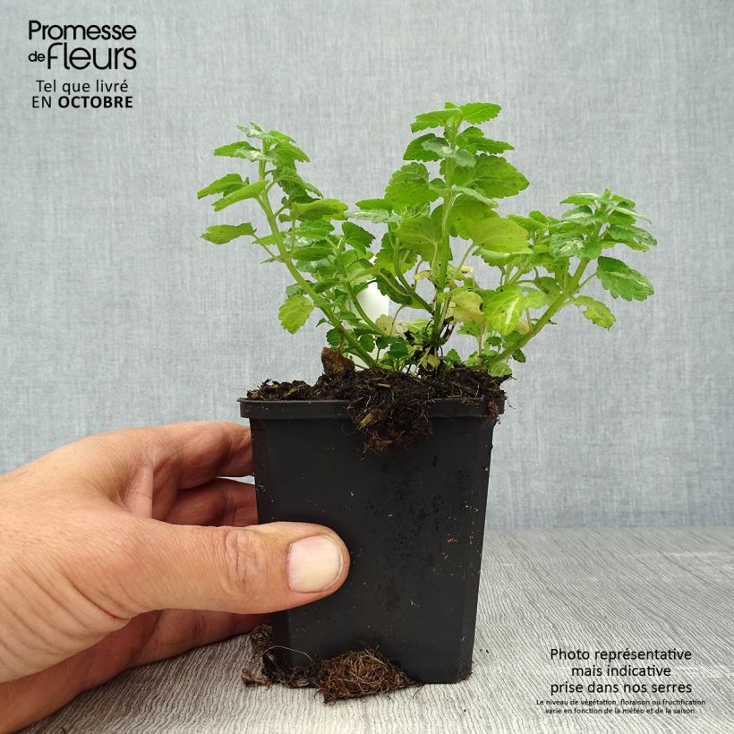 Example of Lamium maculatum Shell Pink - Gefleckte Taubnessel Kleine Töpfe von 8/9 cm as you get in automne