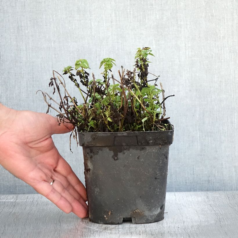 Example of Lamium maculatum Shell Pink - Gefleckte Taubnessel Topf mit 2L/3L as you get in automne