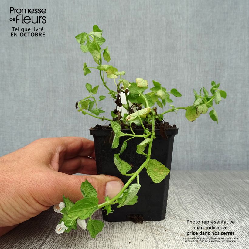 Example of Lamium maculatum White Nancy - Gefleckte Taubnessel Kleine Töpfe von 8/9 cm as you get in automne