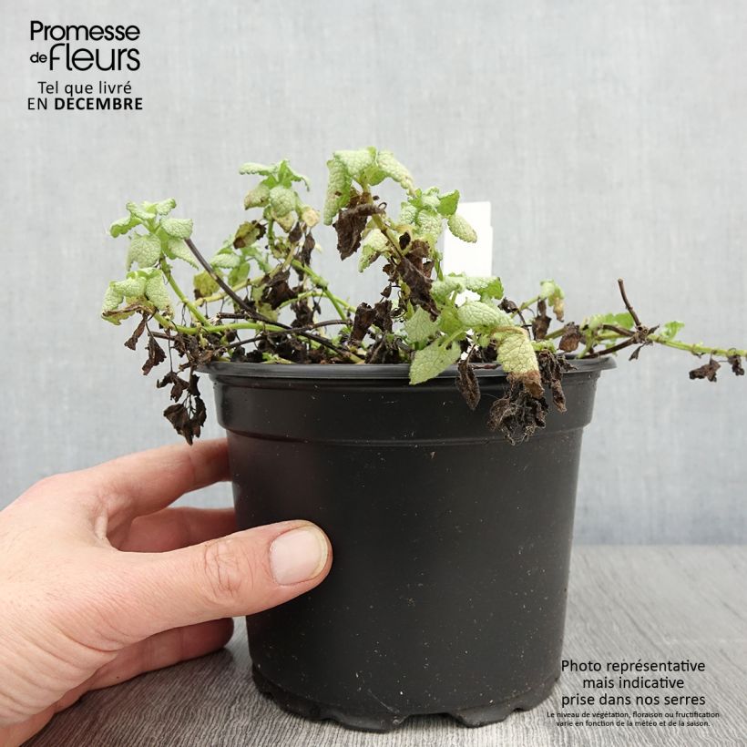 Example of Lamium maculatum White Nancy - Gefleckte Taubnessel Topf mit 2L/3L as you get in automne