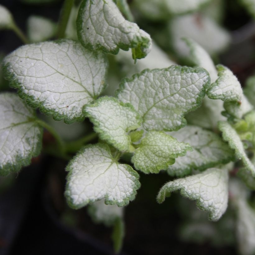 Lamium maculatum Red Nancy - Gefleckte Taubnessel (Foliage)