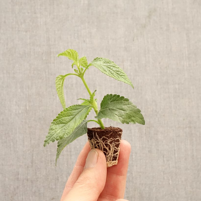 Exemplar von Lantana camara Shamrock Rose - Wandelröschen Mini-Plug Ø 3/4 cm wie im Frühjahr geliefert