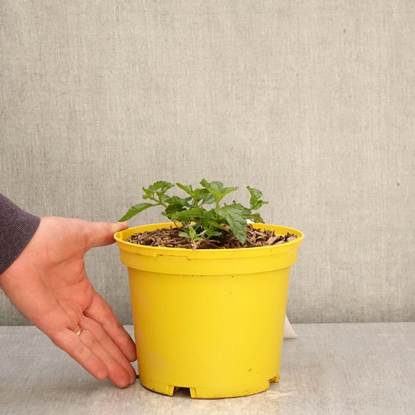 Exemplar von Lantana camara Chapel Hill Yellow - Wandelröschen Topf mit 2L/3L wie im Frühjahr geliefert