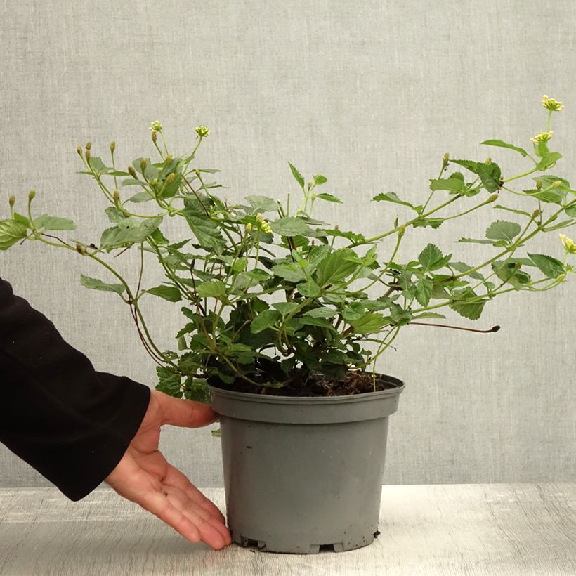 Example of Lantana camara Chapel Sunny Side Up - Wandelröschen Topf mit 2L/3L as you get in automne