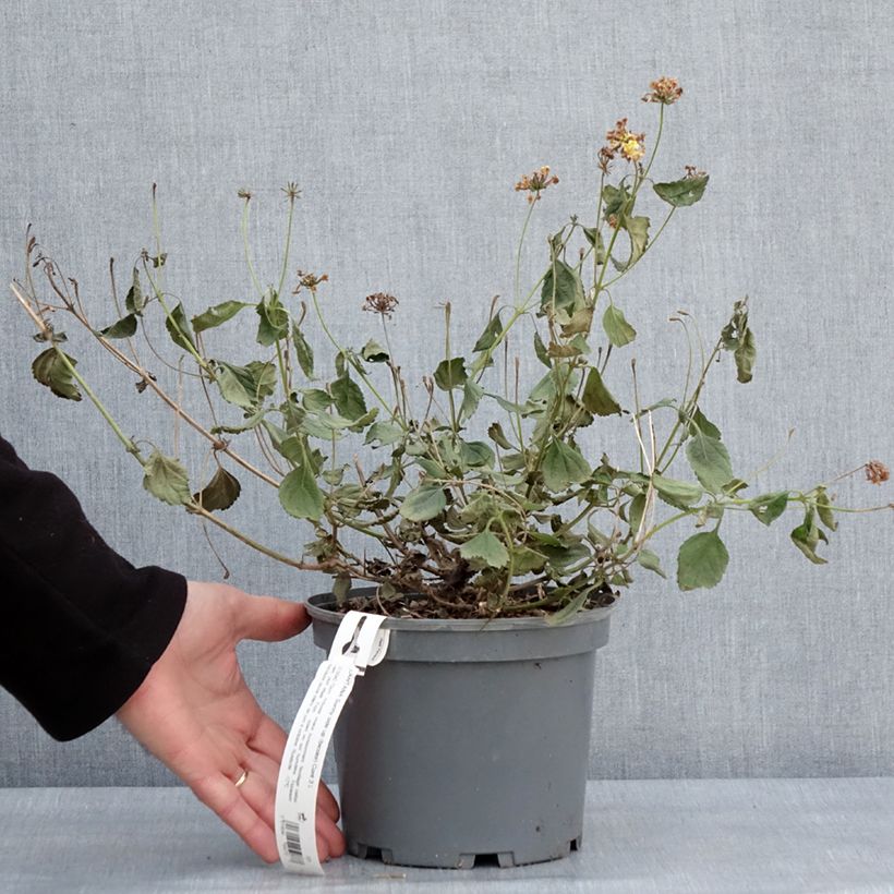 Exemplar von Lantana camara Chapel Sunny Side Up - Wandelröschen Topf mit 2L/3L wie im Winter geliefert