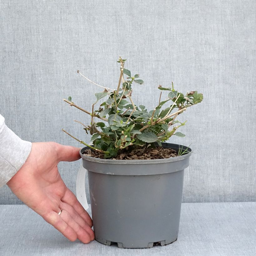 Exemplar von Lantana camara Chapel Sunny Side Up - Wandelröschen Topf mit 2L/3L wie im Frühjahr geliefert