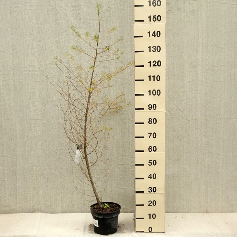 Example of Larix decidua - Europäische Lärche Topf mit 4L/5L as you get in automne