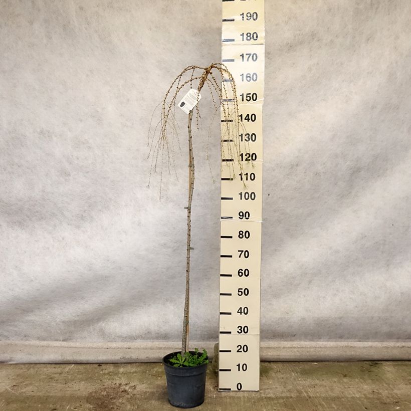 Example of Larix decidua Pendula - Europäische Lärche Topf mit 7,5L/10L as you get in automne