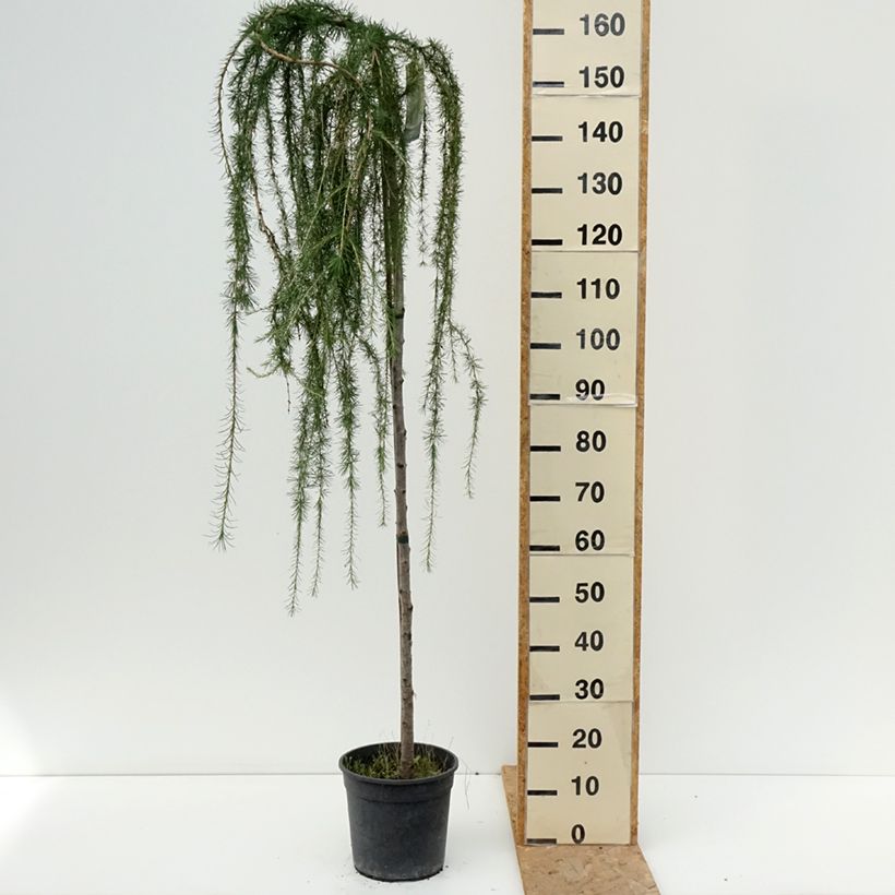 Example of Larix decidua Puli - Europäische Lärche Topf mit 4L/5L as you get in ete