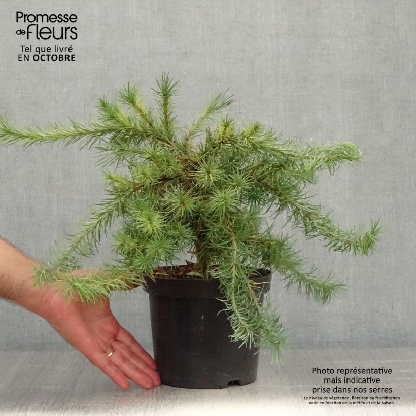Example of Larix kaempferi Blue Dwarf - Japanische Lärche Topf mit 2L/3L as you get in automne