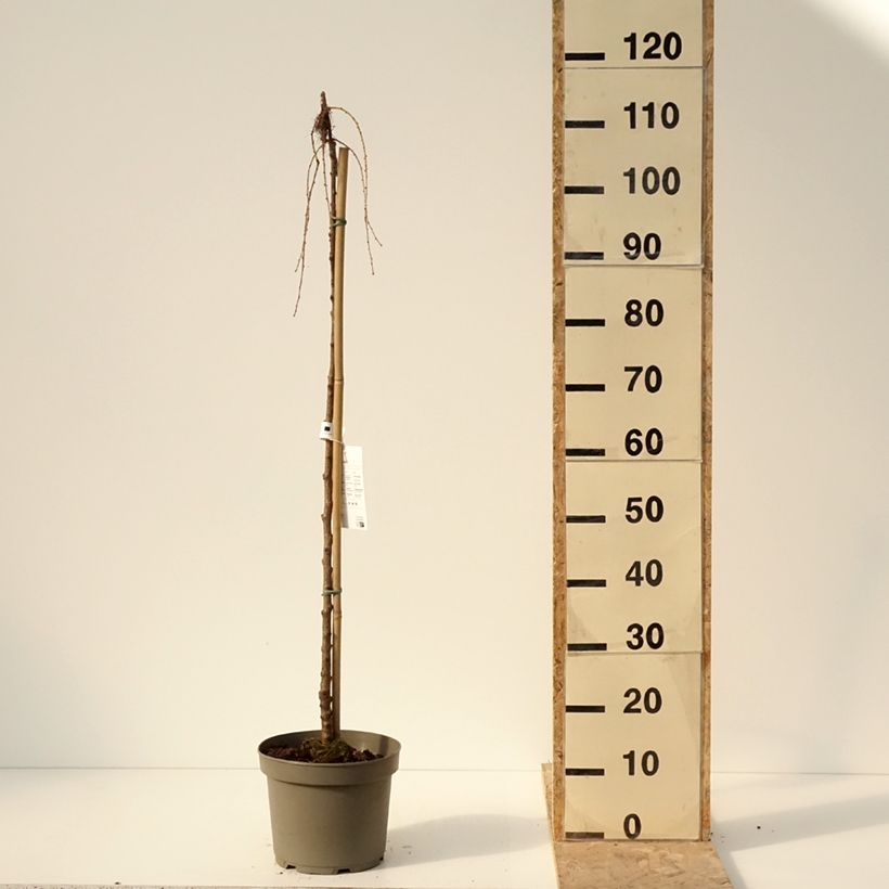 Example of Larix kaempferi Boring Weeper - Japanische Lärche Topf mit 4L/5L as you get in hiver