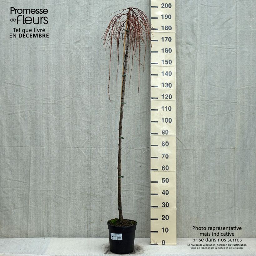 Exemplar von Larix kaempferi Stiff Weeping - Japanische Lärche Topf mit 6L/7L wie im Winter geliefert