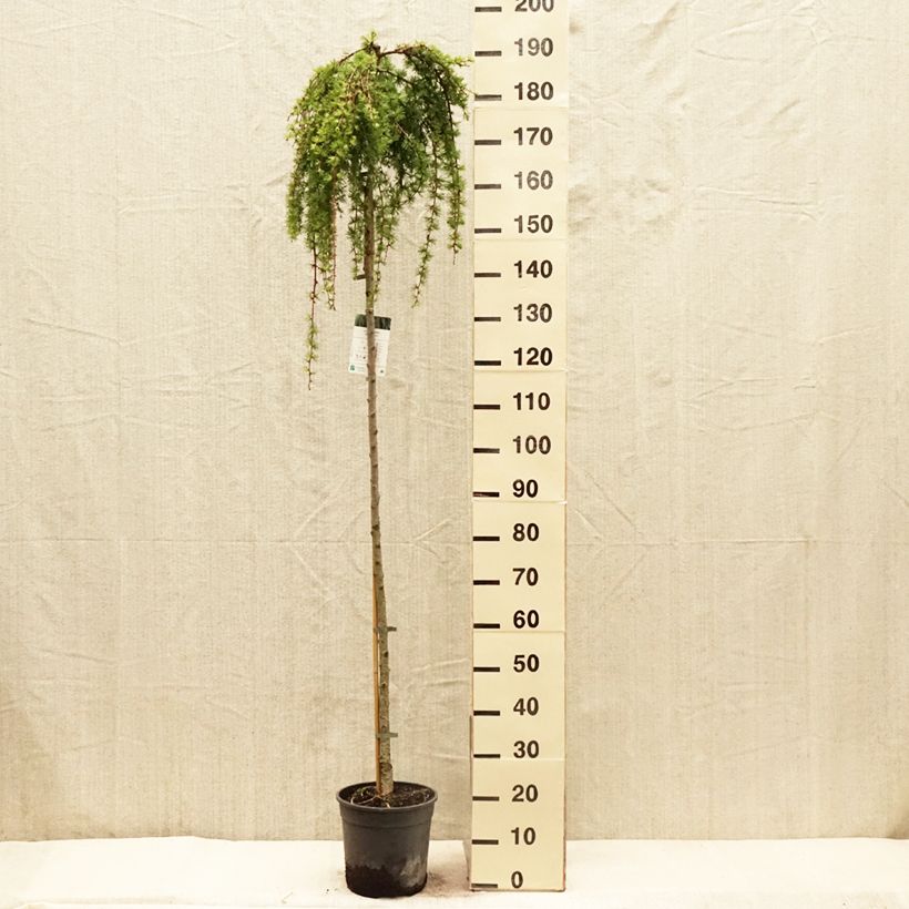 Exemplar von Larix kaempferi Stiff Weeping - Japanische Lärche Topf mit 4L/5L, Stamm wie im Frühjahr geliefert