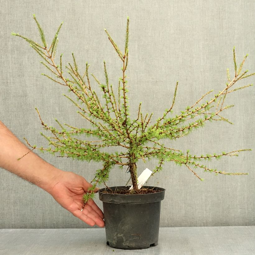 Exemplar von Larix laricina Arethusa Bog - Amerikanische Lärche Topf mit 2L/3L wie im Sommer geliefert
