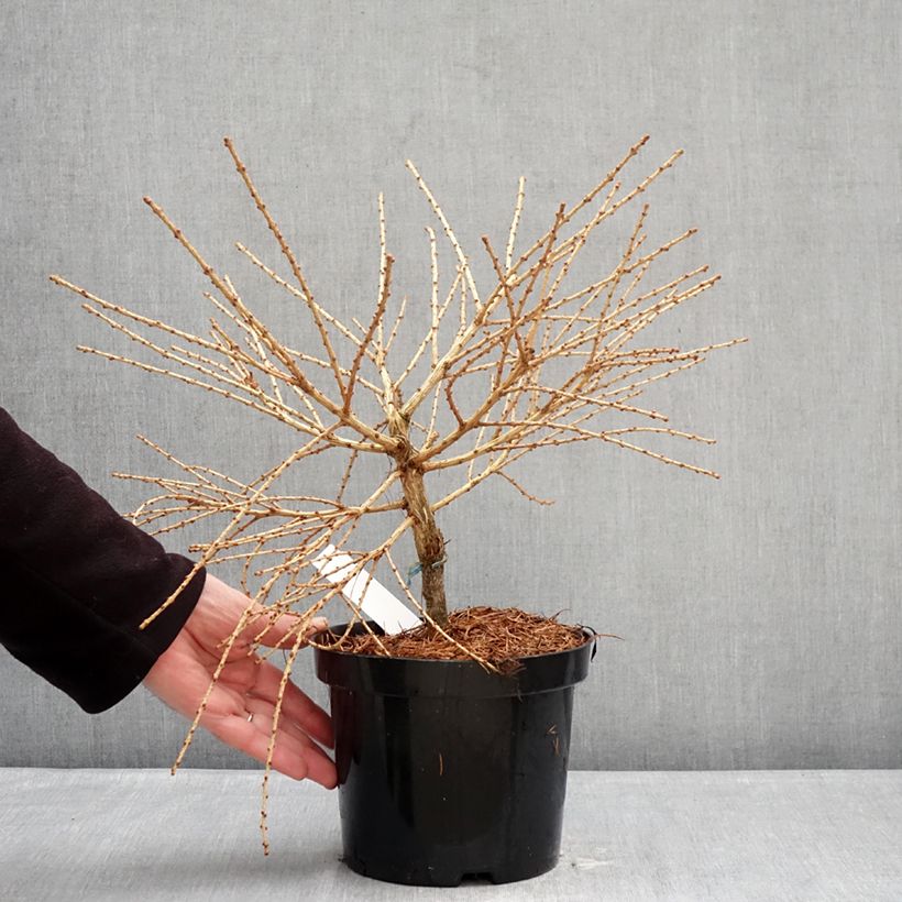Exemplar von Larix laricina Arethusa Bog - Amerikanische Lärche Topf mit 2L/3L wie im Winter geliefert