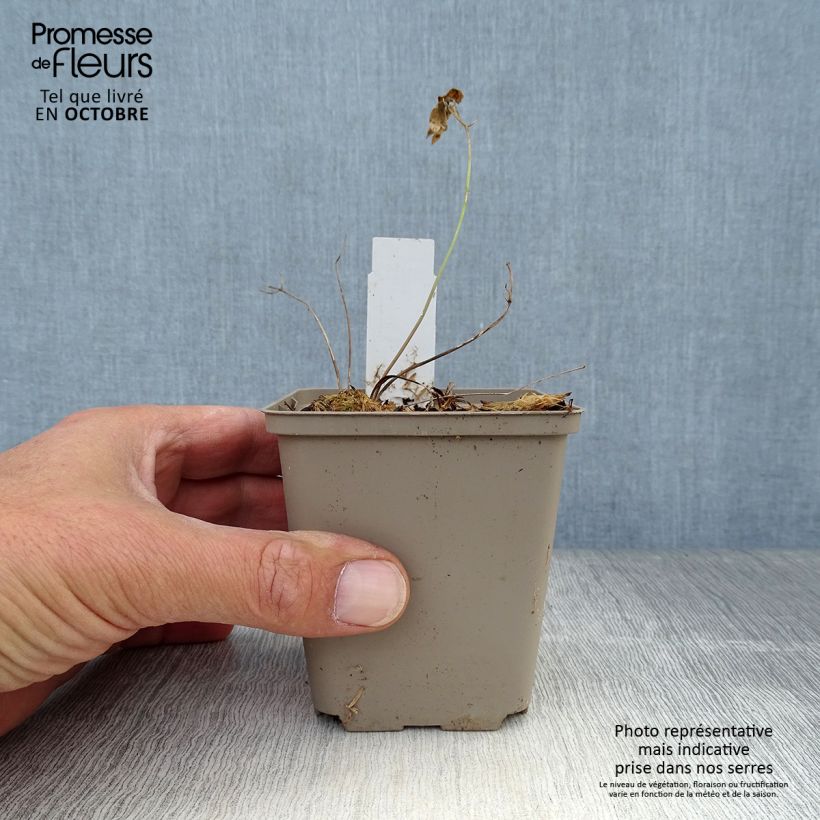 Example of Laserpitium siler - Berg-Laserkraut Kleine Töpfe von 8/9 cm as you get in automne