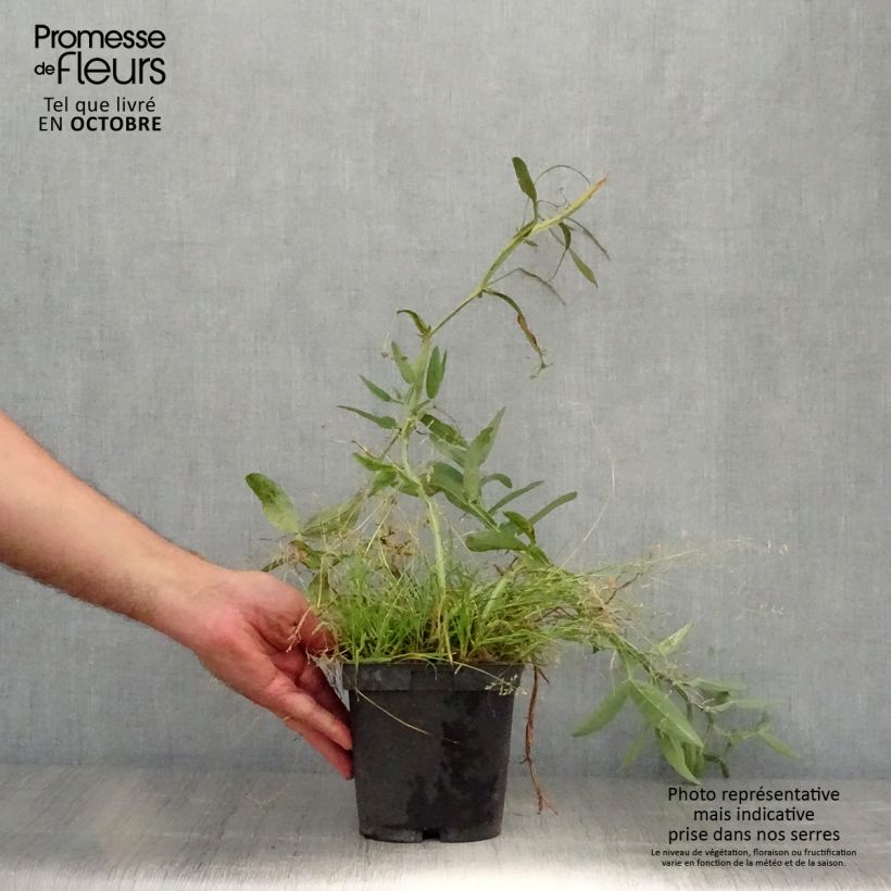 Example of Breitblättrige Platterbse Pink Pearl - Lathyrus latifolius Topf mit 2L/3L as you get in automne