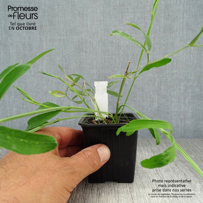 Example of Breitblättrige Platterbse White Pearl - Lathyrus latifolius Kleine Töpfe von 8/9 cm as you get in automne