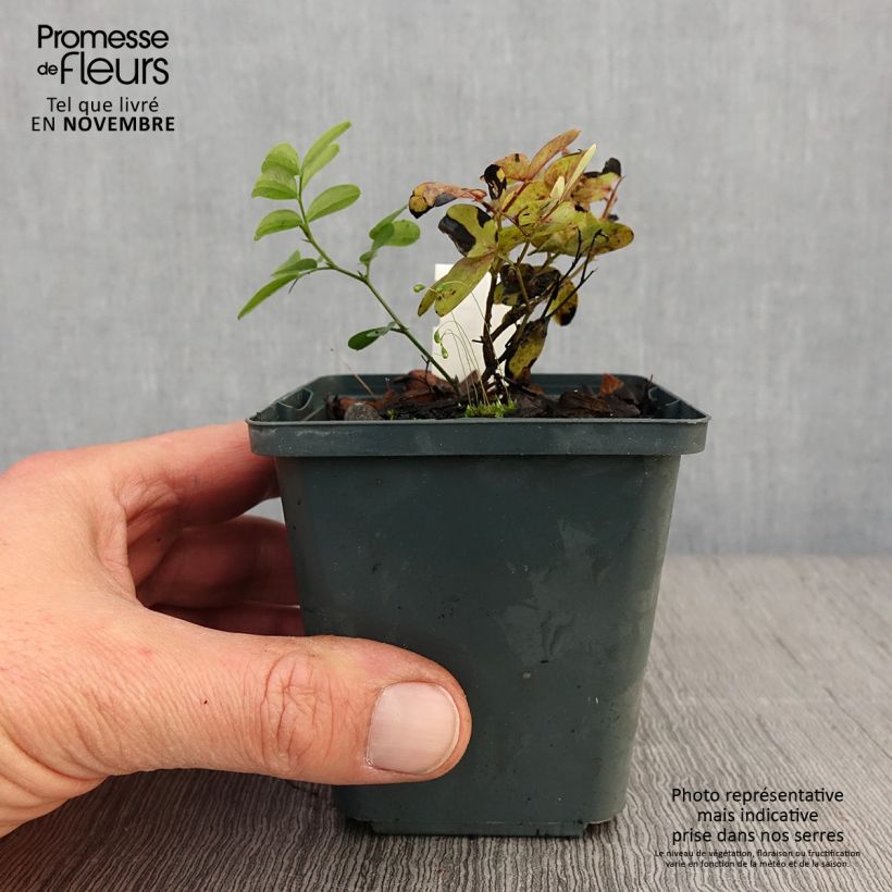 Example of Schwarze Platterbse - Lathyrus niger Kleine Töpfe von 8/9 cm as you get in automne