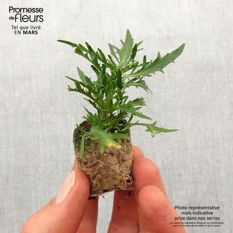 Example of Isotoma Stella Blue - Schein-Lobelie Mini-Plug Ø 3/4 cm as you get in printemps