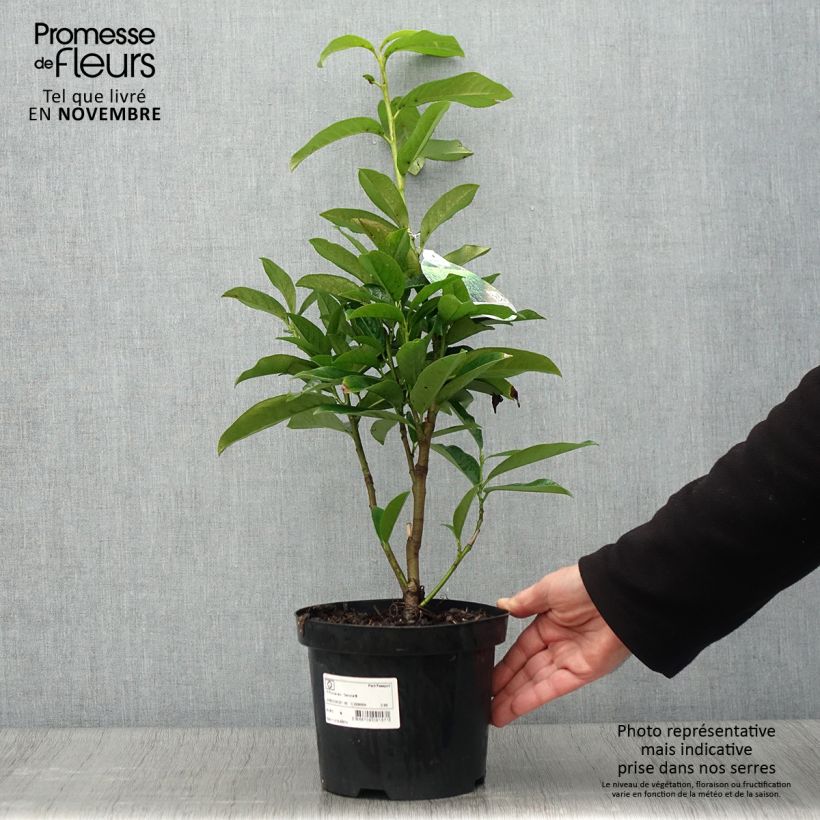 Example of Kirschlorbeer Genolia - Prunus laurocerasus Topf mit 3L/4L as you get in automne
